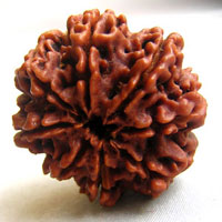 8 eighte face rudraksha hyderabad